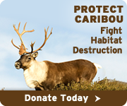 Help protect caribou!